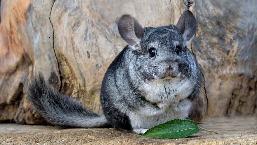 Chinchilla