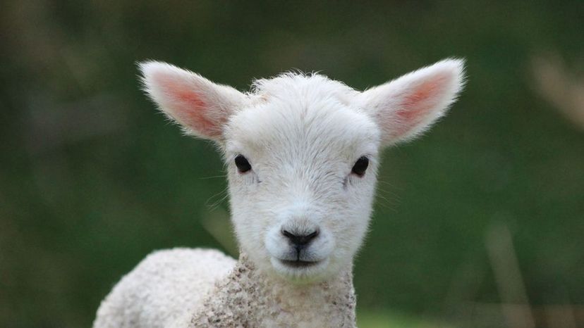 Lamb