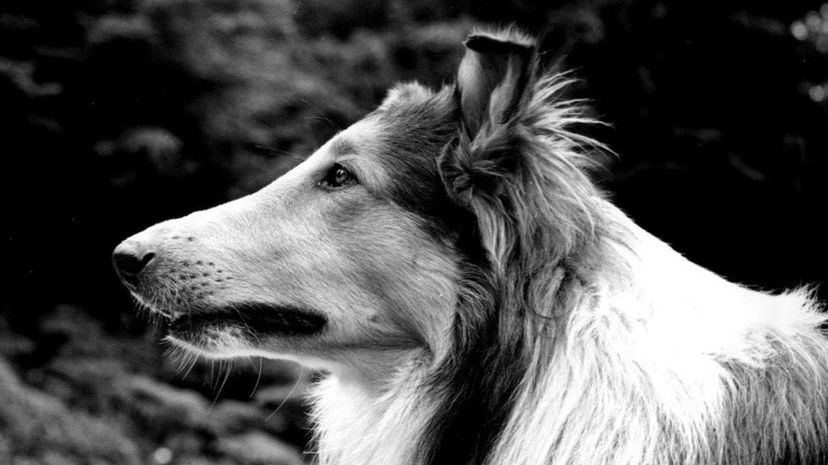 &quot;Lassie&quot;