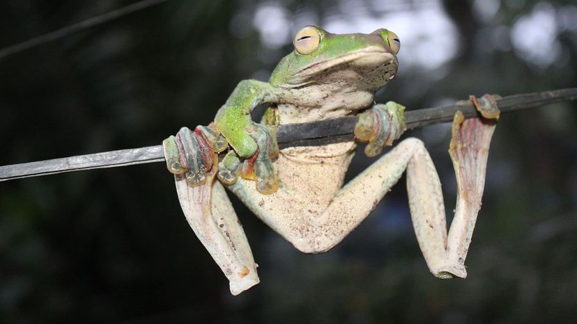 Flying Frog