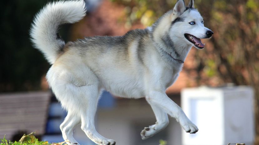 Qual é o nome da raça do cachorro da, Perguntas Triviais