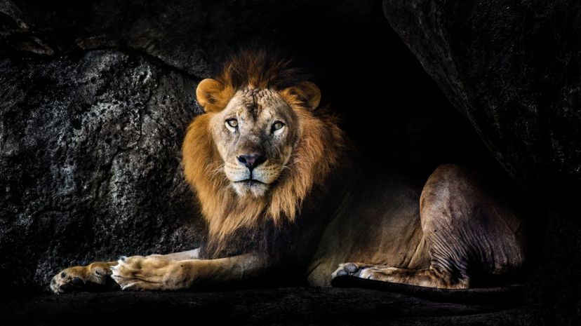 A lion's den