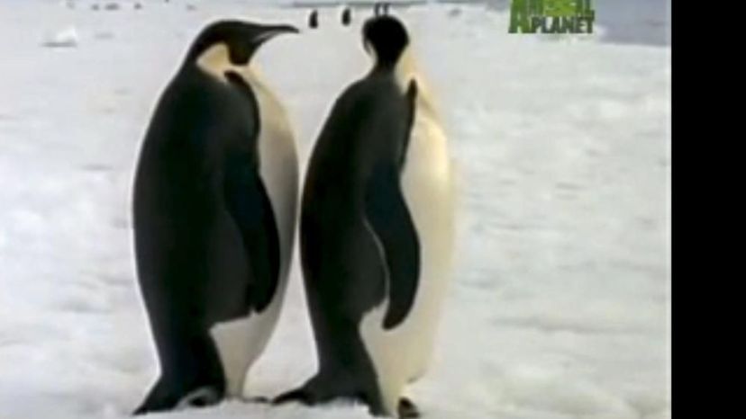 Emperor Penguins