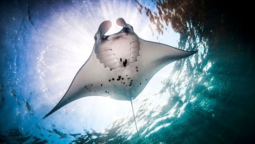 Manta ray