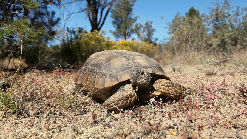 Desert Tortoise