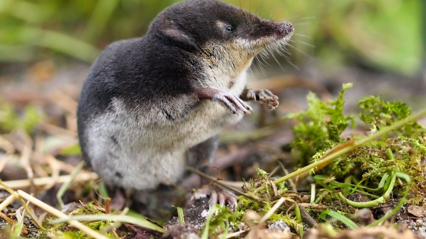 Eurasian water shrew