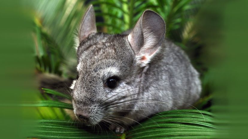 Chinchilla