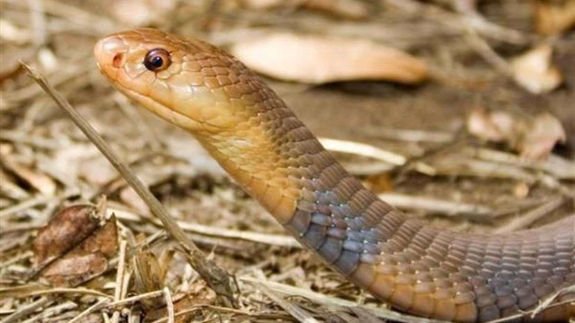 Mali Cobra