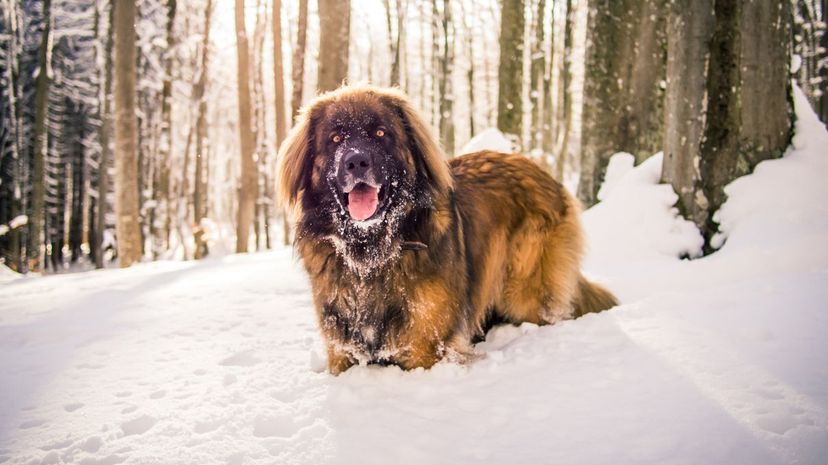 Leonberger