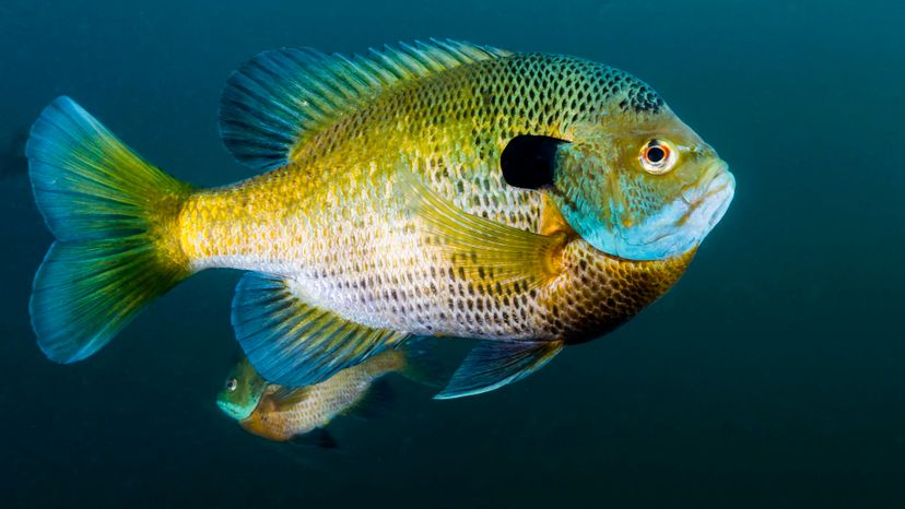 Bluegill