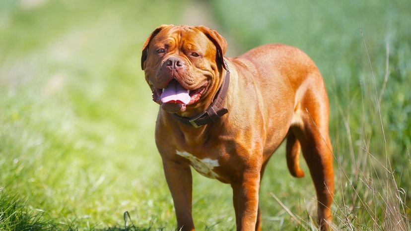 Dogue De Bordeaux