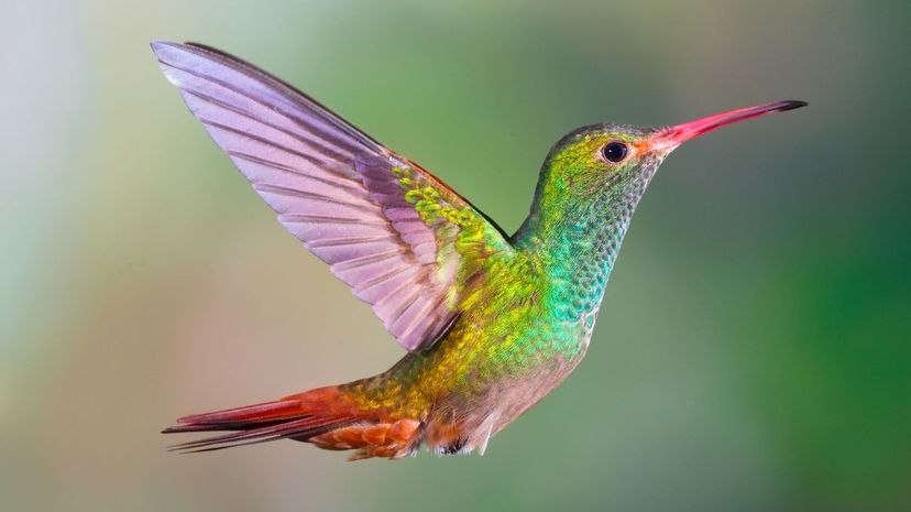 24 - hummingbird