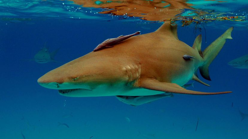 Lemon shark