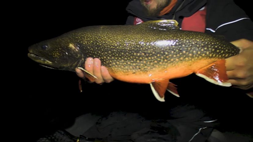 Splake Trout