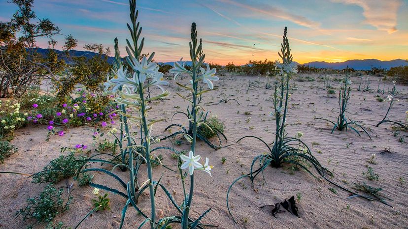 Desert Lily