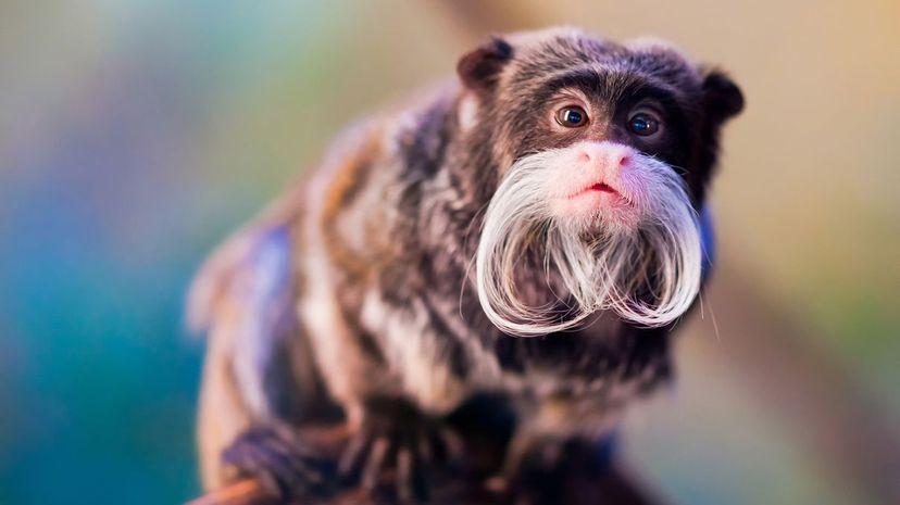 Emperor Tamarin