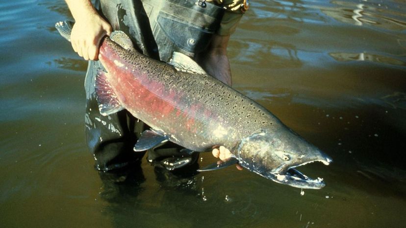 Chinook Salmon