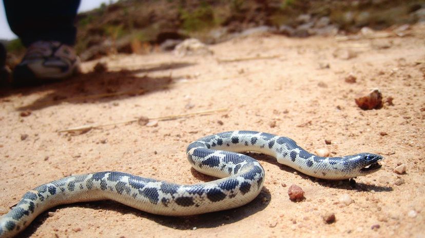 24 Man with snake in the wild