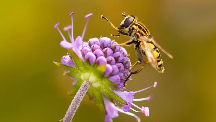 Hoverfly