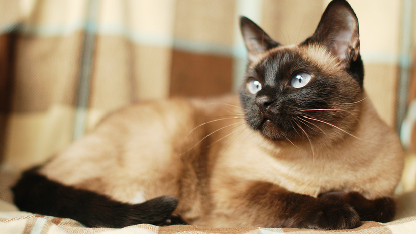 Siamese Cat