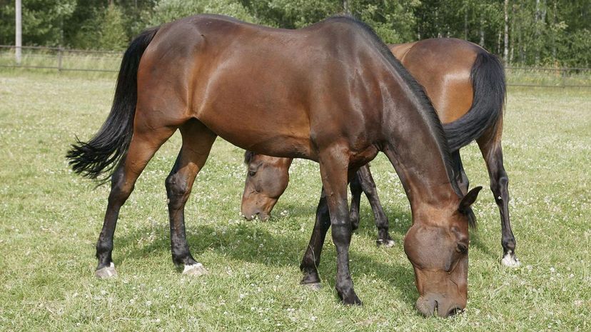 Standardbred horse