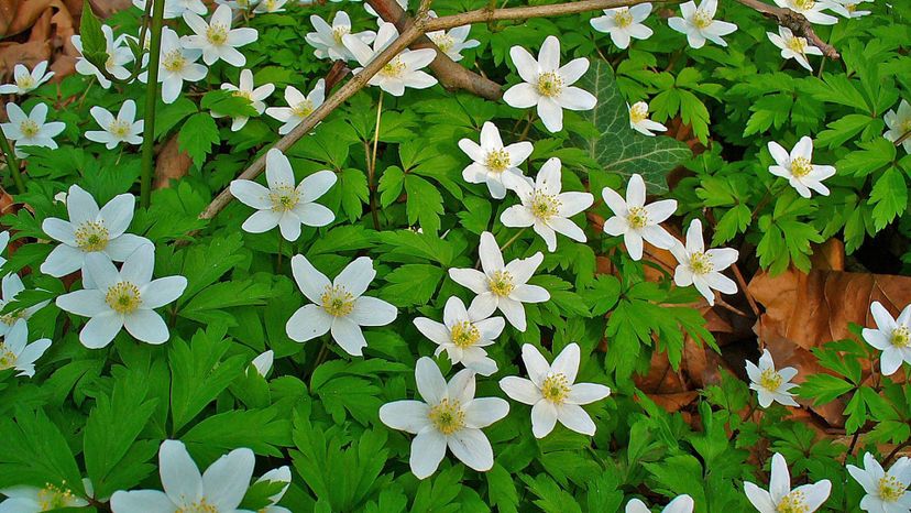 Thimbleweed (anemone nemorosa)