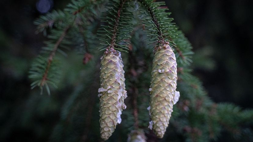 white pine cone and tassel