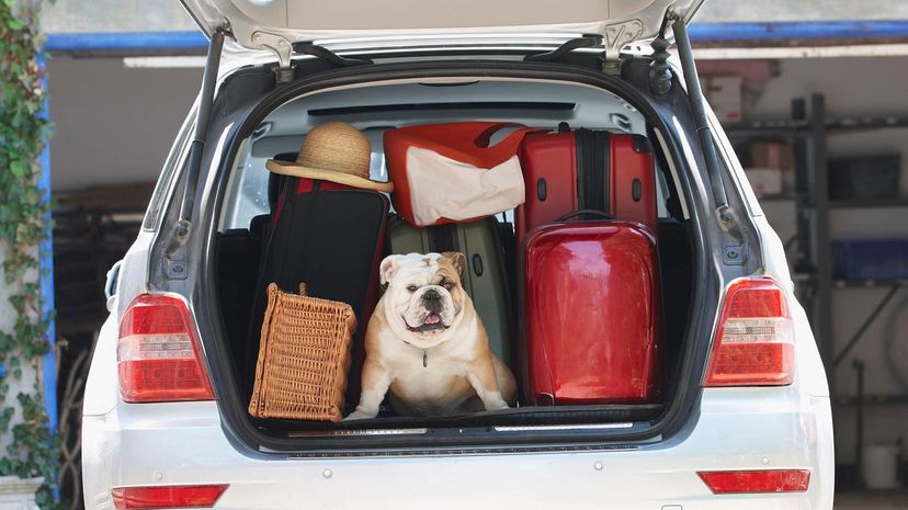 Dog in back of car trunk