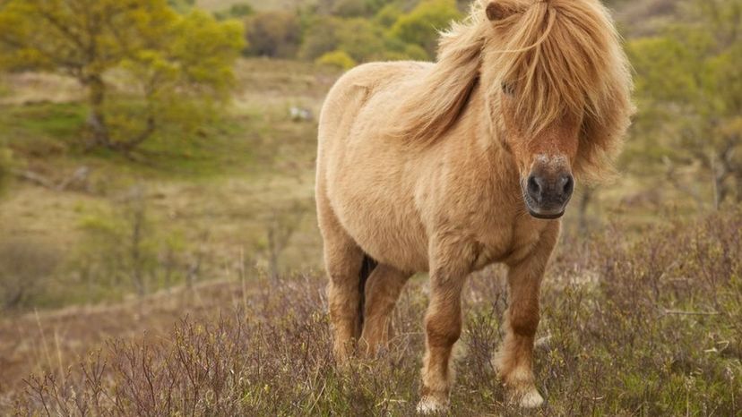 Highland Pony