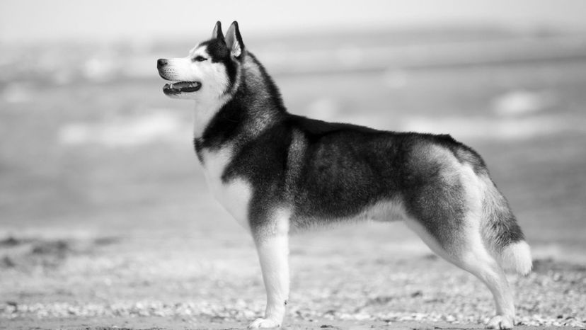 Siberian Husky