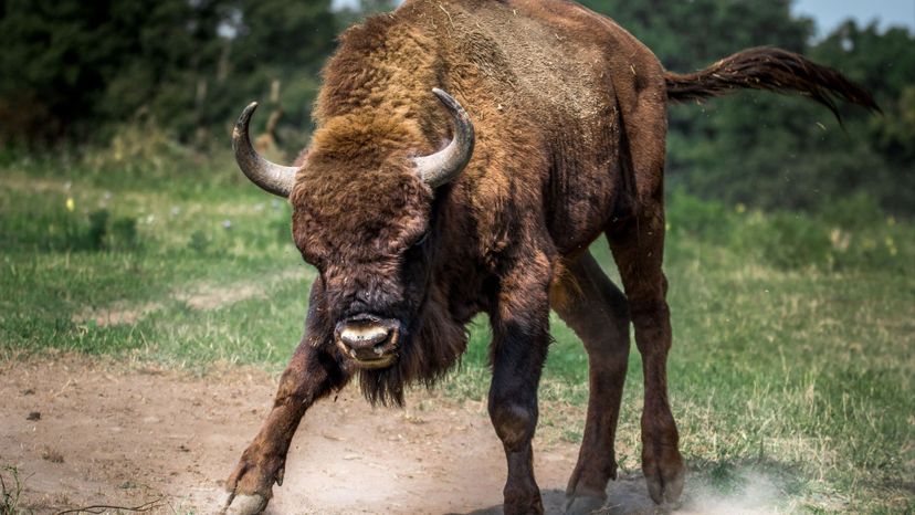 European bison scraping ground