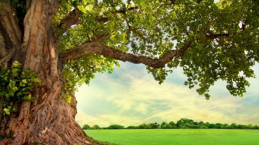 How Much Do You Know About Trees?