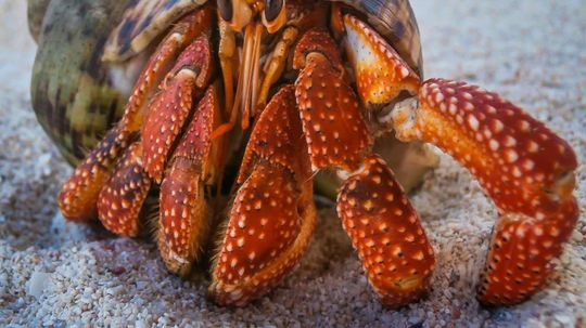 Can you identify these animals with shells?