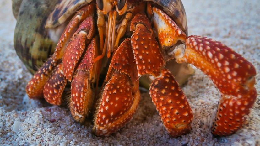 Can you identify these animals with shells?