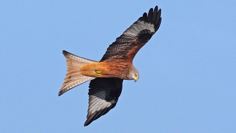 Q39 long wings and tail