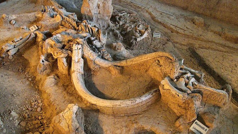 Waco_mammoth