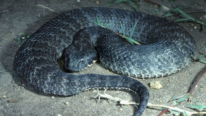 33 Death Adder