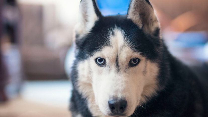 A Siberian husky