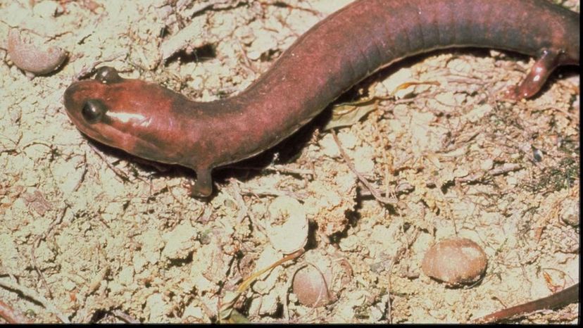 Red Hill Salamander