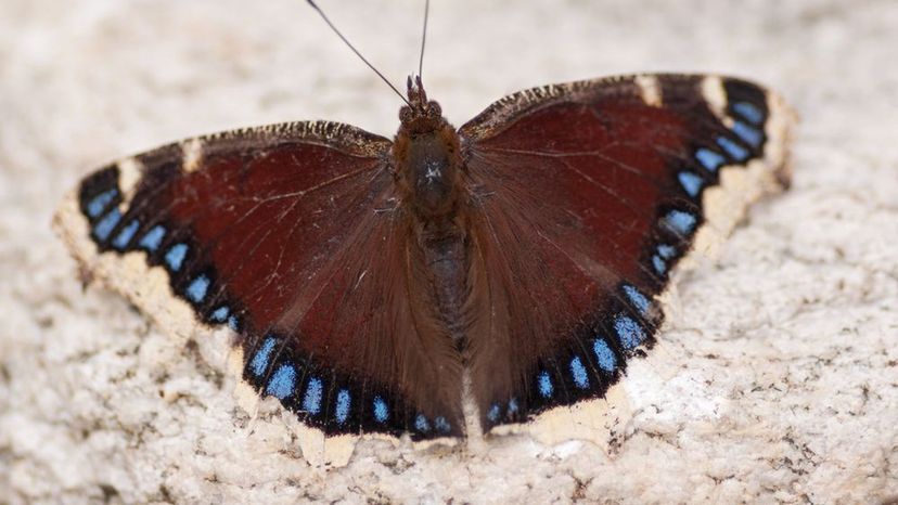 Mourning Cloak