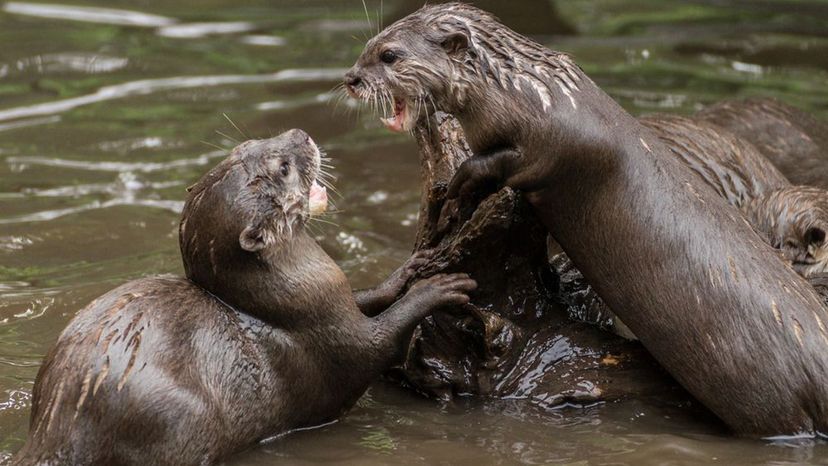 Sea otter