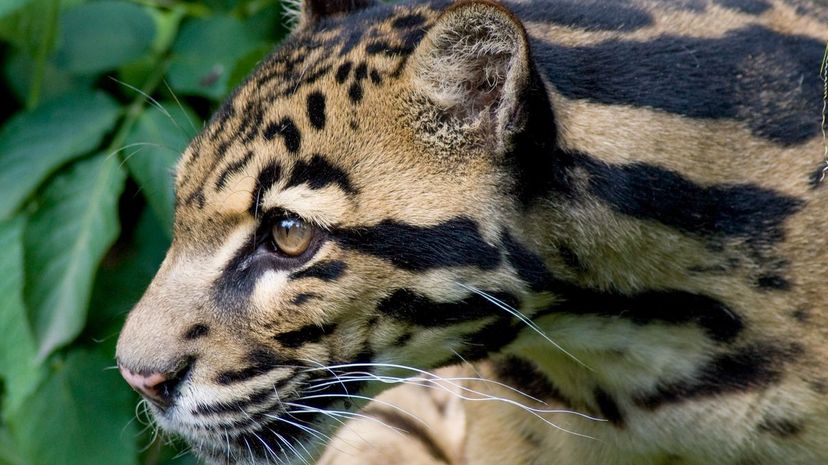 21-Clouded Leopard