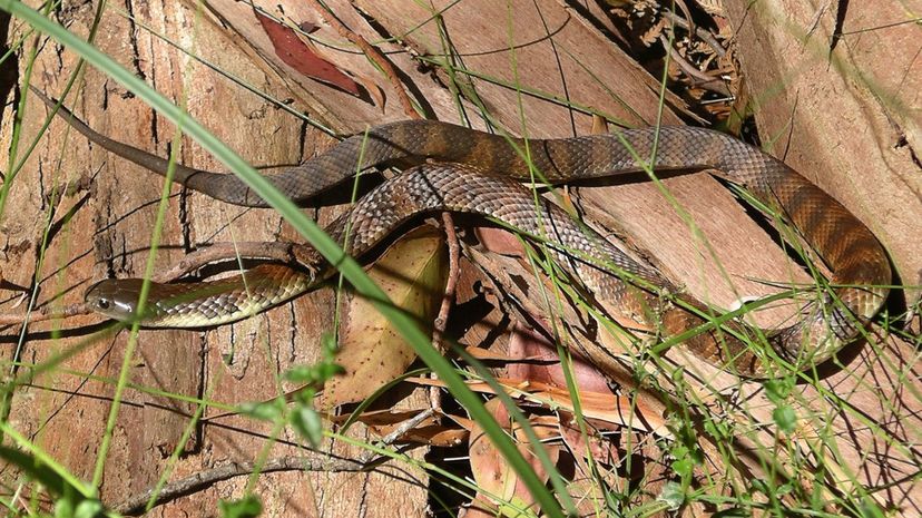 Tiger snake