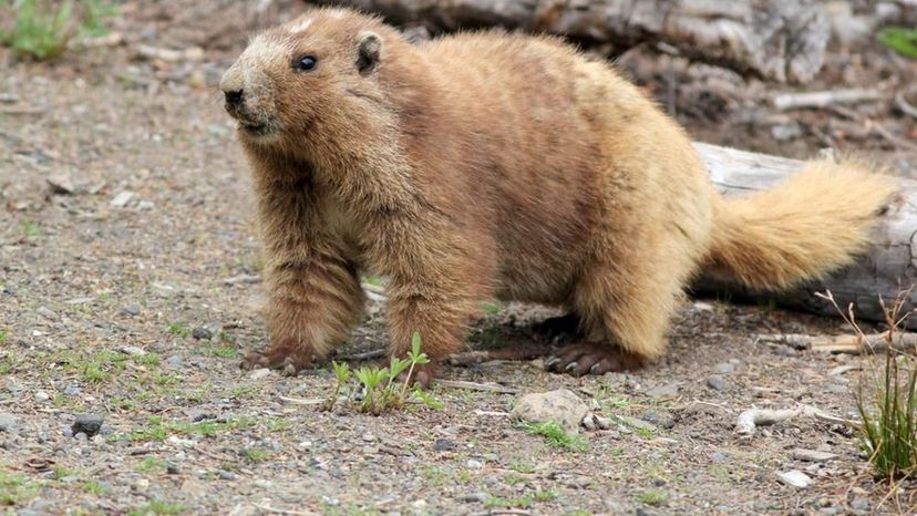 Olympic Marmot