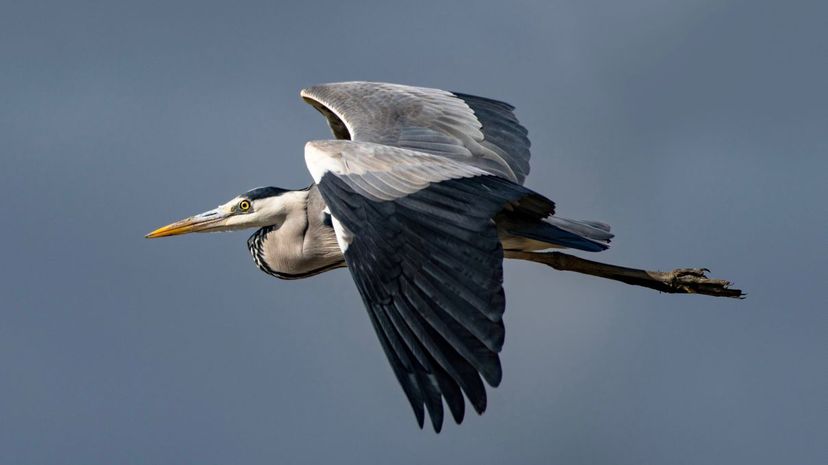 Heron