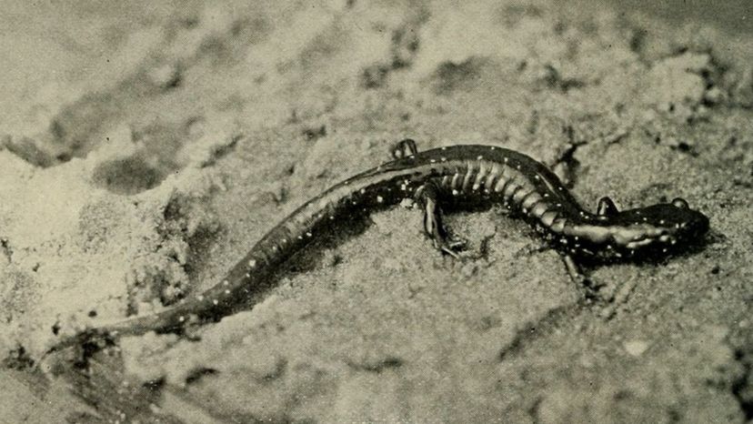 Ainsworth's Salamander