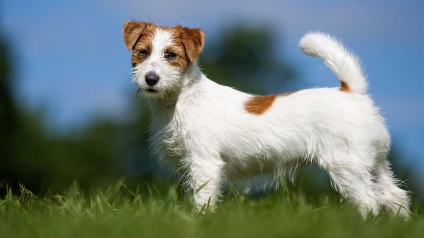 Jack Russel Terrier