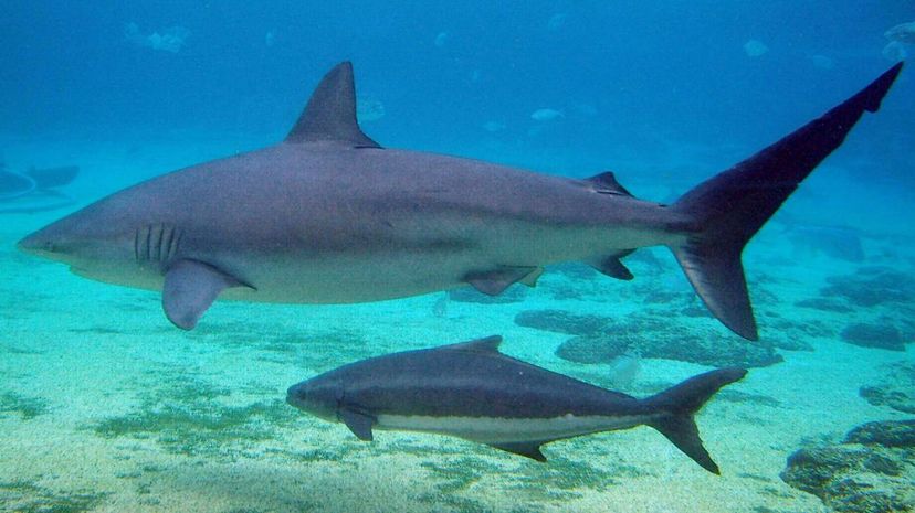 Dusky shark