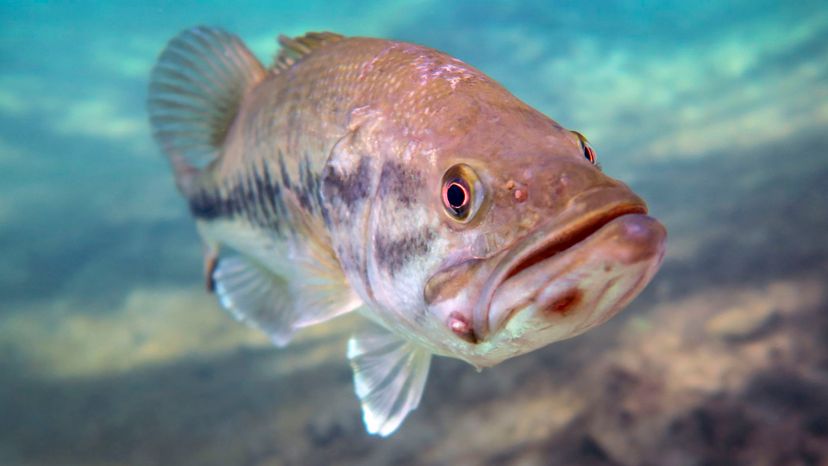 Largemouth bass