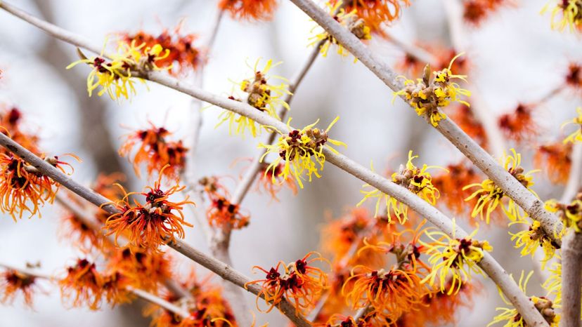 Witch hazel